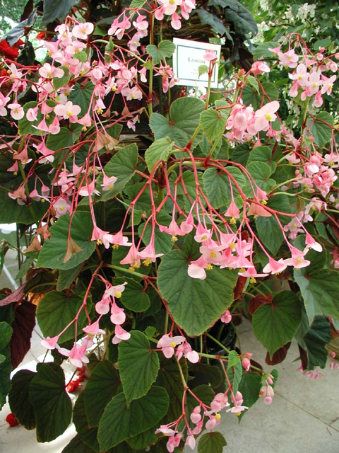 B. grandis ssp. grandis